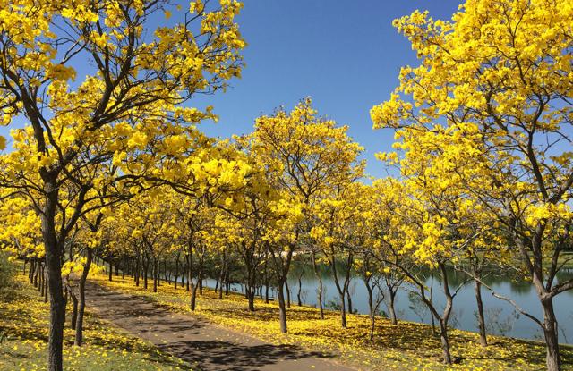 Galeria Quintas da Baroneza - Foto 30